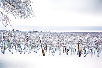 Winter landscape in the vineyard, Ontario, Canada