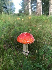 Beautiful bright young fly agaric in the green grass on the background of the forest. Photo from a mobile phone in natural daylight. 