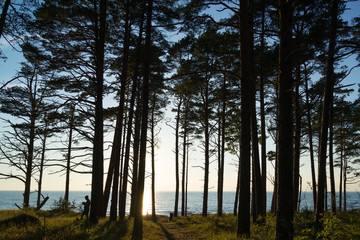 Fototapeta premium A pine forest near the beach, Baltic sea, Latvia