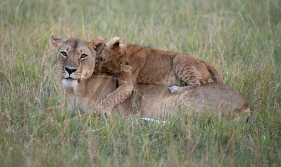 Lion cub lying on lioness