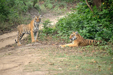 Fototapeta na wymiar Jim Corbett tiger reserve forest, India