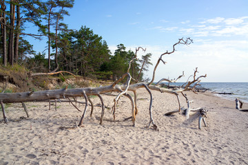 Fototapeta na wymiar Courland Peninsula, Baltic sea, Latvia