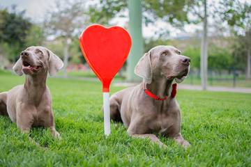 Two dogs of Weimaraner breed sitting in the green grass of the park and a beautiful and big red heart in the center.