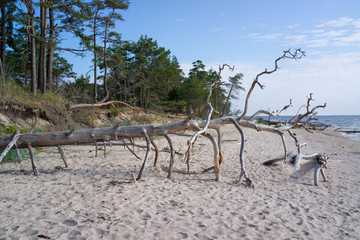 dead tree on the beach, Courland Peninsula, Baltic sea, Latvia