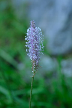 Mittlerer Wegerich (Plantago media)