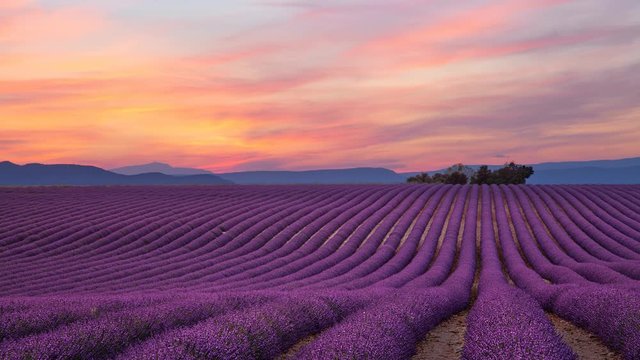 Cinemagraph of purple lavender field at sunset