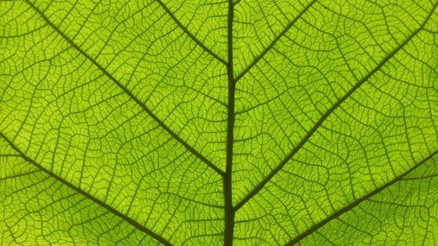 Cinemagraph of green leaf veins and cells motion