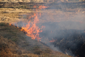 Obraz premium The agricultural waste burning cause of smog and pollution