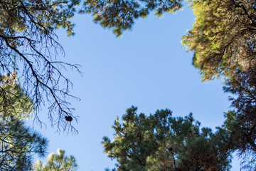 In the middle of the treetops, you can see the fresh blue sky of the spring.