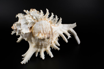 Big sea shell on a black background