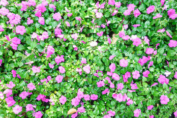 Bright pink impatiens hawkeri flowers