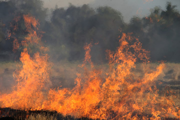 The agricultural waste burning cause of smog and pollution
