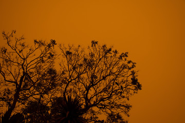 Obraz na płótnie Canvas Australian bushfire: trees silhouettes and smoke from bushfires covers the sky and glowing sun barely seen through the smoke. Smoke haze. Catastrophic fire danger, NSW, Australia
