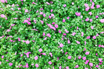 Bright pink impatiens hawkeri flowers