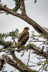 Martiial Eagle in tree