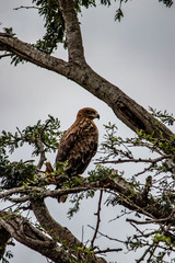 Martiial Eagle in tree