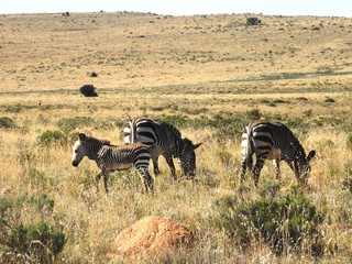 Fototapeta na wymiar Mountain zebra in Mountain Zebra NP