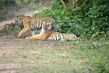 Jim Corbett tiger reserve forest, India