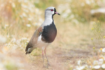 Vanneau tero, reserva laguna Nimez