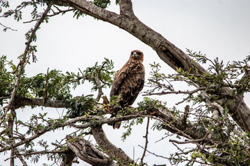 Martiial Eagle in tree