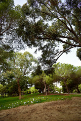 pines tree in the Reina Sofia Dunes park of Guardamar del Segura beach, Alicante. Spain. Europe.