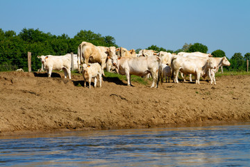 Fototapeta premium Cows on the banks of the Allier River, France