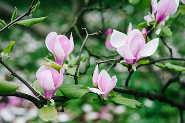 Obraz na płótnie Canvas Pink Magnolia flowers with green leaves on a tree branch. Background, outdoor, nature. Magnolia bloom in the spring season. Close up.