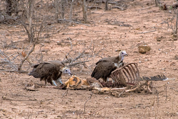 Hooded Vultures on an Impala Kill in South Africa