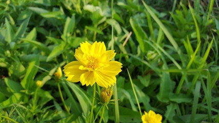 Cosmos caudatus flowers are beautiful yellow, grow in the wild. The image is suitable to be used as wallpaper or Graphic resource