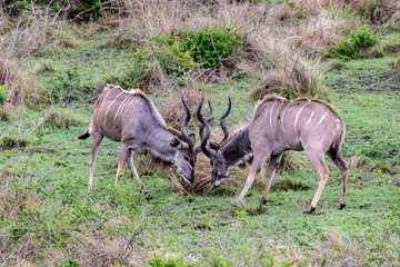 Kudu bulls fighting