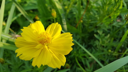 Cosmos caudatus flowers are beautiful yellow, grow in the wild. The image is suitable to be used as wallpaper or Graphic resource
