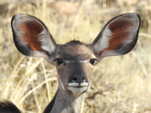 Kudu female in Mountain Zebra NP