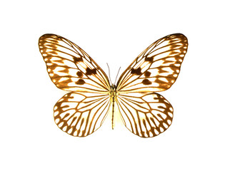 beautiful butterflies in the white background