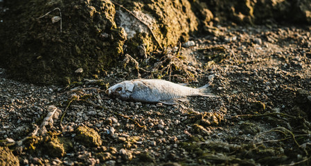 Dead crucian on gravel beach. Fisherman left the catch. Man's hobby, silent hours. Closeup.