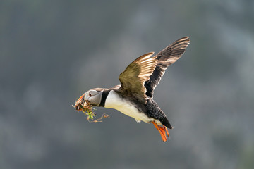 Puffin flying carrying nest building material.