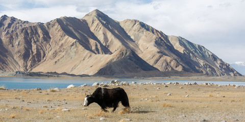 Panorama with black yak walking through the grasslands at Lake Karakul. In the backround a mountain range, belonging to the Pamir mountains. Wilderness along the Karakorum Highway (Xinjiang, China).