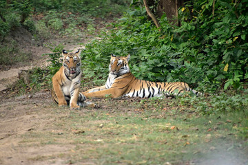 Jim Corbett national tiger reserve forest