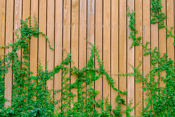 green ivy on orange wall