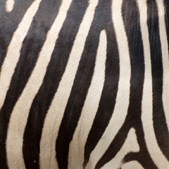 Fototapeta na wymiar pattern of zebra skin