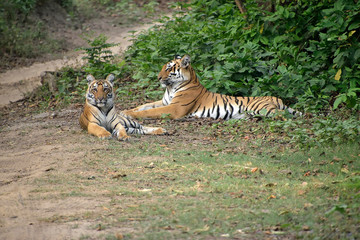 Jim Corbett national tiger reserve forest