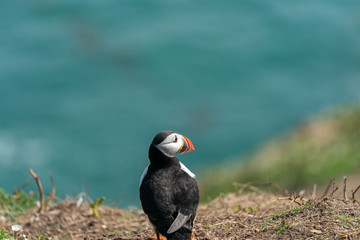 Puffin on cliff overlooking sea