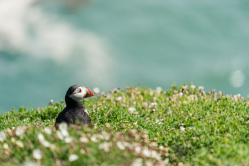 Puffin amongst wildflowers on Skomer Island.