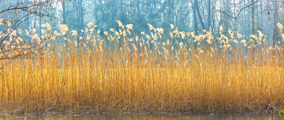Beautiful reed grass on the lake shore - obrazy, fototapety, plakaty