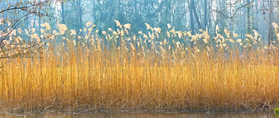 Foto op Canvas Beautiful reed grass on the lake shore © Composer