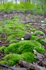 Green moss path and fir needles with pine cone