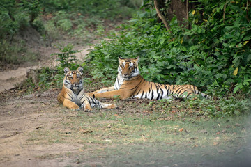 Jim Corbett national tiger reserve forest