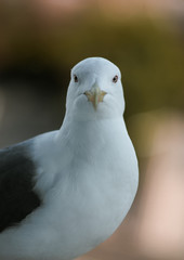REGARD