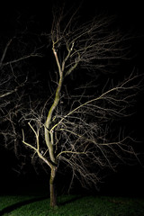 Scary tree in the dark