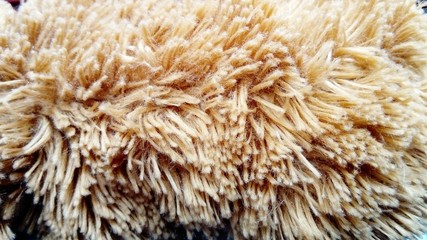 The long pile is beige. The surface of a childrens plush toy. Untreated synthetic material in brown...