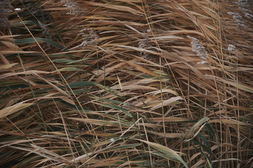 reeds in the wind in autumn as background - close up moderate color